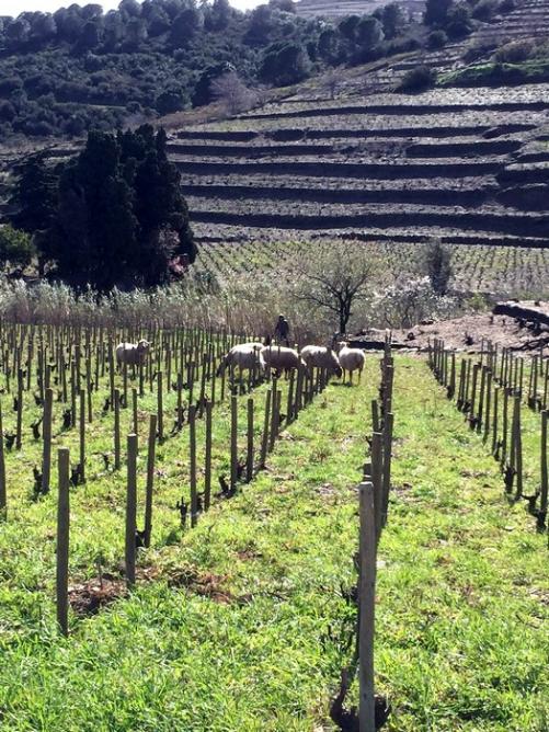 Brebis dans les vignes