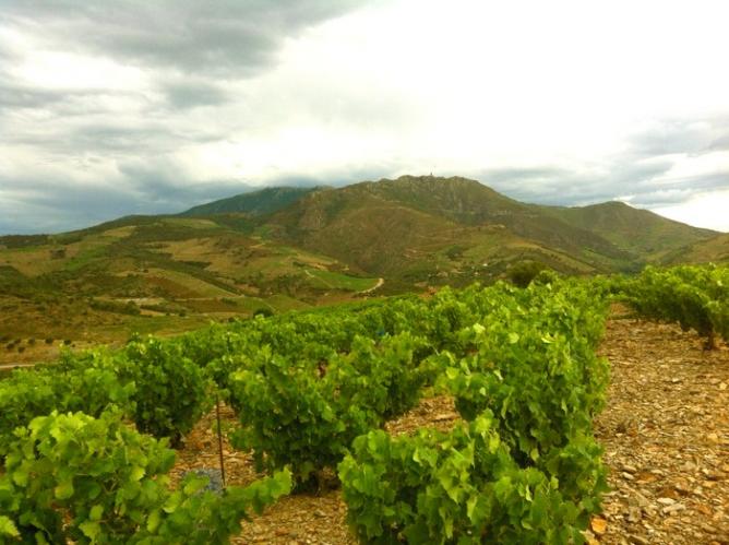 Photo banyuls montagne2014