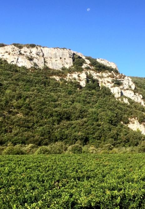 Vignes dans l ibie