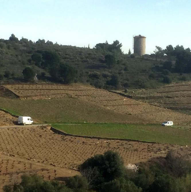 Vignes de cosprons