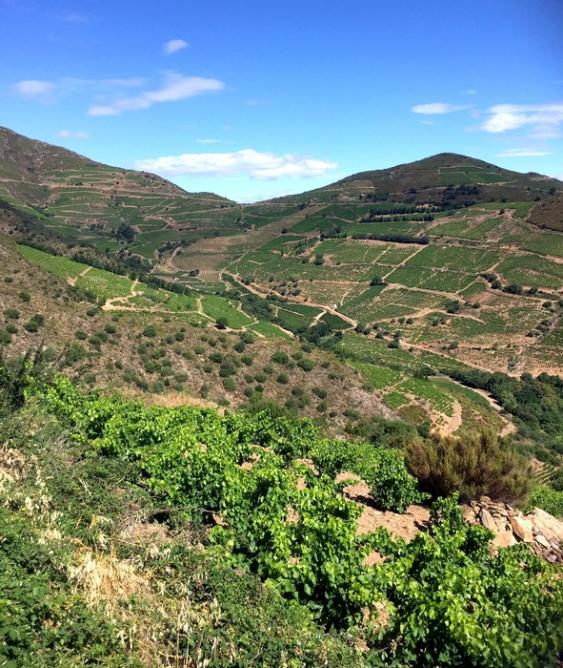 Vignes sur montagne