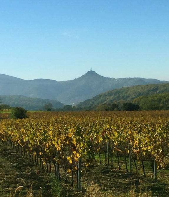 Vignes sur sampzon