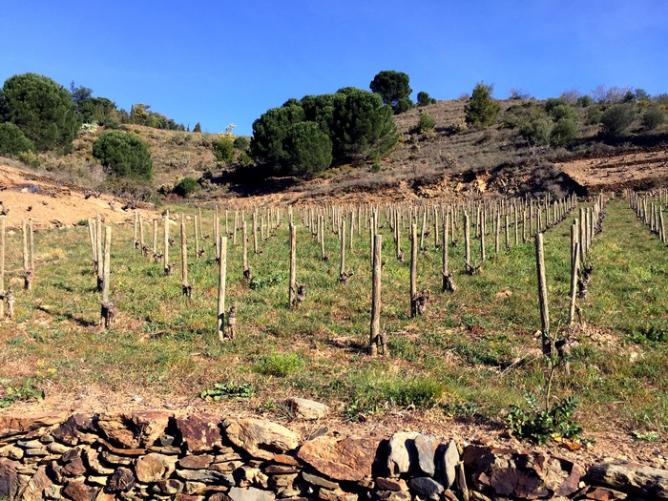 Vignes