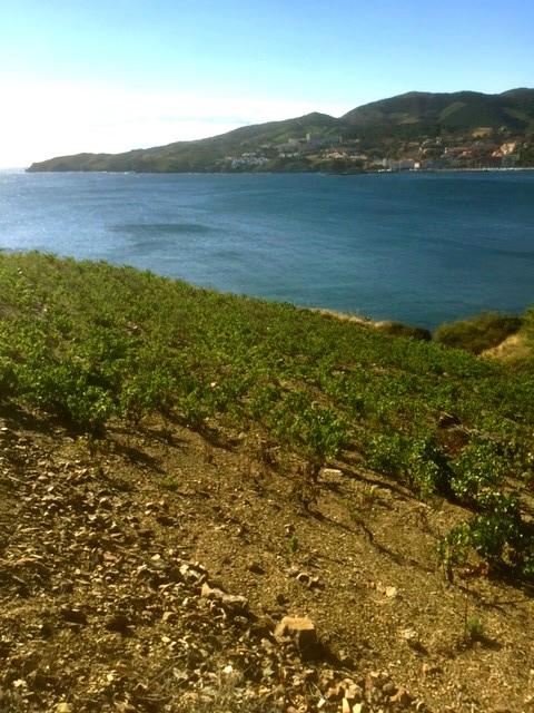 Vignoble3